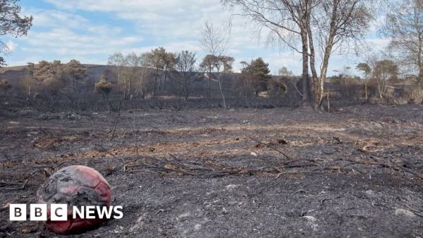 canford-heath-at-risk-as-people-avoid-burnt-areas-–-bbc