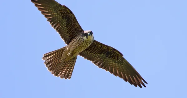 review-of-the-week:-23-29-may-2022-–-birdguides