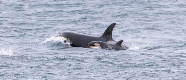 one-of-the-youngest-orca-calves-found-in-scottish-waters-in-shetland-–-deadline-news
