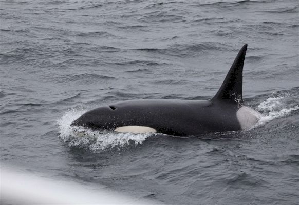 ‘awesome’-experience-for-ferry-passengers-as-killer-whales-appear-on-first-day-of-orca-watch-–-johnogroat-journal