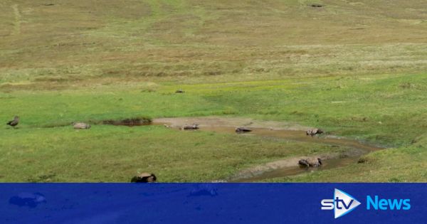 dozens-of-birds-found-dead-on-the-shetland-isles-due-to-‘flu-epidemic’-–-stv-news