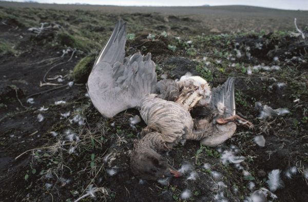 shetland-experiencing-one-of-worst-outbreaks-of-bird-flu,-nature-experts-say-–-the-press-&-journal