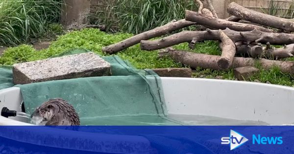 rescued-otter-scared-of-water-finally-takes-plunge-at-hillswick-wildlife-–-stv-news