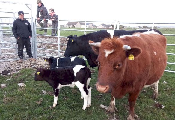rare-pedigree-shetland-calves-arrive-safely-at-hill-of-forss-–-johnogroat-journal