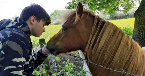 beloved-pony-found-dead-in-bush-with-broken-neck-as-heartbroken-family-blame-local-dog-–-the-mirror