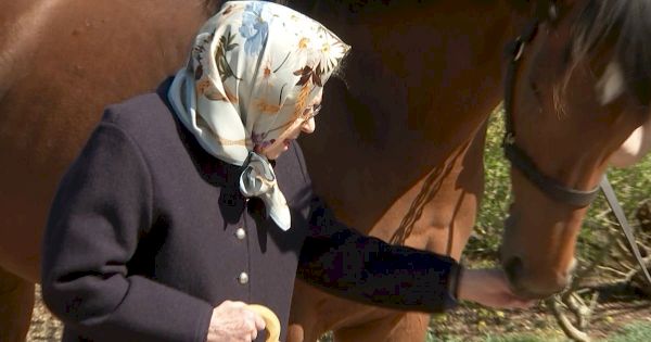 queen-feeds-adorable-foal-a-carrot-in-unseen-video-showing-lifelong-love-of-horses-–-the-mirror