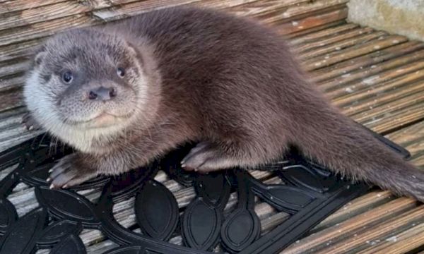 watch-as-otter-cub-waves-goodbye-to-fear-of-water-at-shetland-sanctuary-–-the-press-&-journal