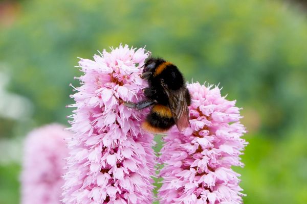 nature-events,-cunningsburgh-show-website-and-more…-–-shetland-news