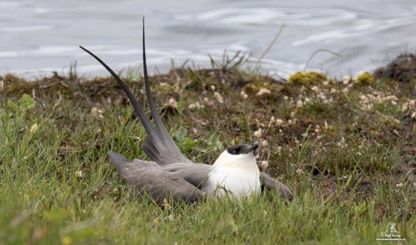 government-confirms-more-local-cases-of-avian-flu-in-wild-birds-–-shetland-news