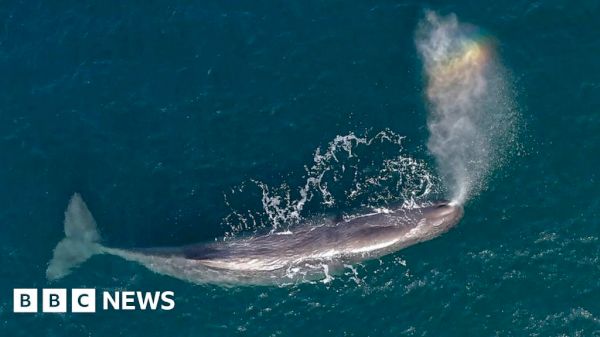 concern-for-13m-long-whale-in-shetland-shallow-water-–-bbc