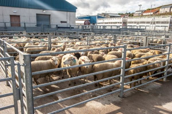 first-case-of-sheep-scab-in-almost-30-years-identified-–-shetland-times-online