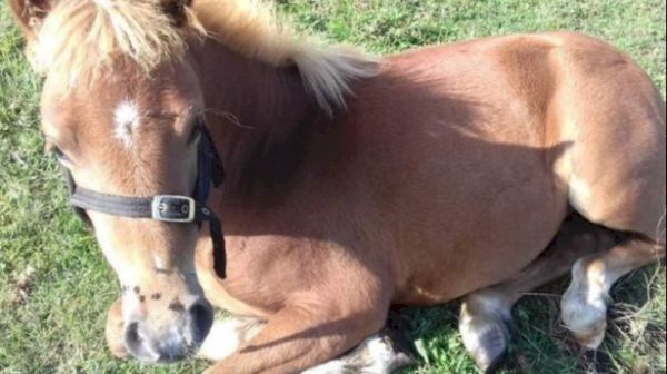 family-heartbroken-after-pet-pony-‘chased-to-death-by-loose-dog’-–-itv-news
