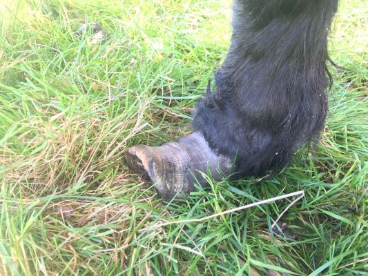 mauchline-sspca:-anne-dick-fined-for-neglecting-donkey-and-pony-–-cumnock-chronicle