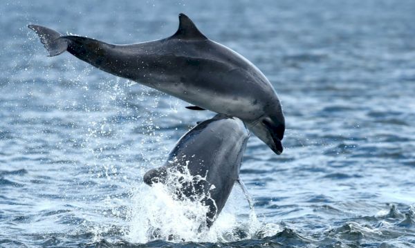 the-best-dolphin-spotting-locations-in-the-north-and-north-east-–-the-press-&-journal