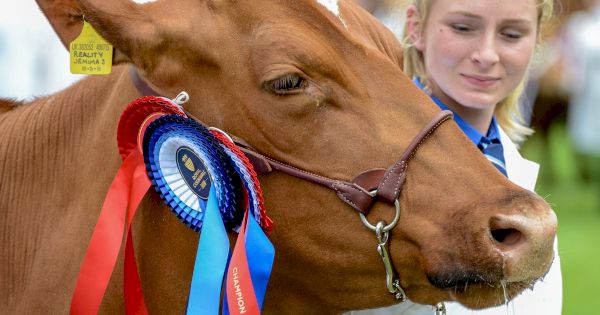 royal-cornwall-show-2022-–-updates-as-the-big-event-returns-after-three-years-–-cornwall-live