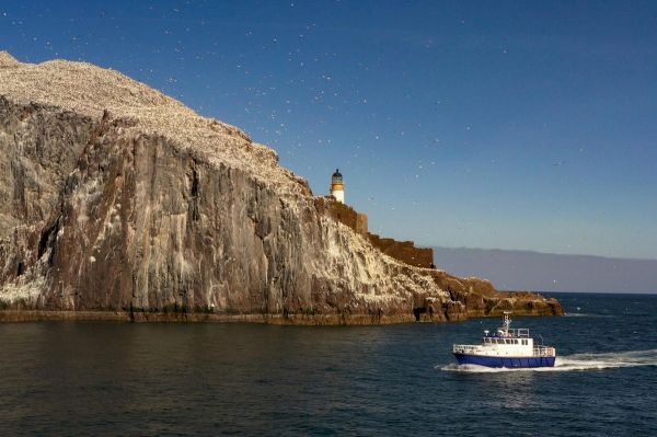 government-urged-to-act-over-rising-numbers-of-seabird-deaths-linked-to-avian-flu-–-the-scotsman