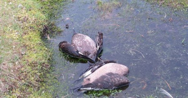 fears-after-bird-flu-outbreak-kills-more-than-100-seabirds-on-shetland-isles-–-daily-record