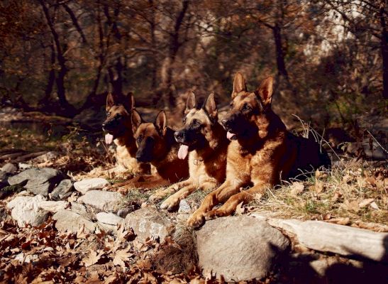 10-most-popular-breeds-of-adorable-pastoral-dog-in-the-uk-–-including-the-loyal-border-collie-–-the-scotsman