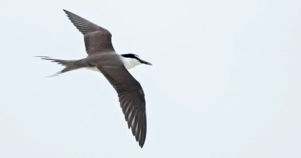 review-of-the-week:-6-12-june-2022-–-birdguides