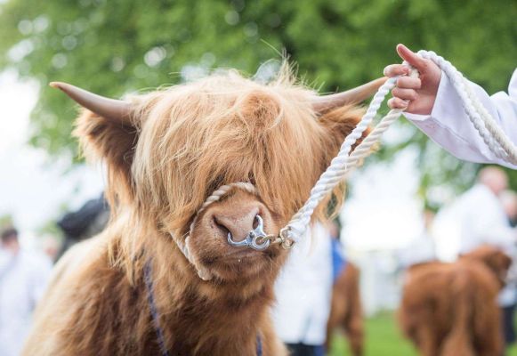 inverness-and-nairnshire-pull-out-all-the-stops-to-celebrate-200-years-of-the-royal-highland-show-–-inverness-courier
