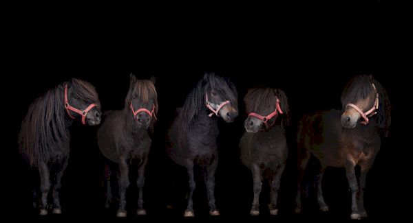 ‘their-future-is-secure’:-herd-of-shetland-stallions-rescued-–-your-horse