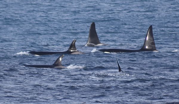 whale-of-a-problem-–-shetland-times-online