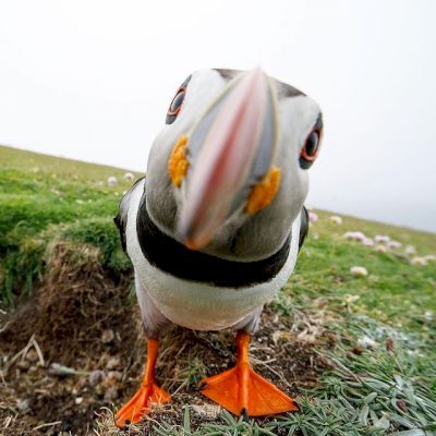 close-up-shot-of-curious-puffin-catches-the-eye-–-shetland-news