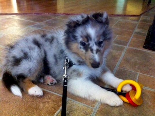 prepare-your-pets-now-for-july-fourth-fireworks-–-graysharbortalk