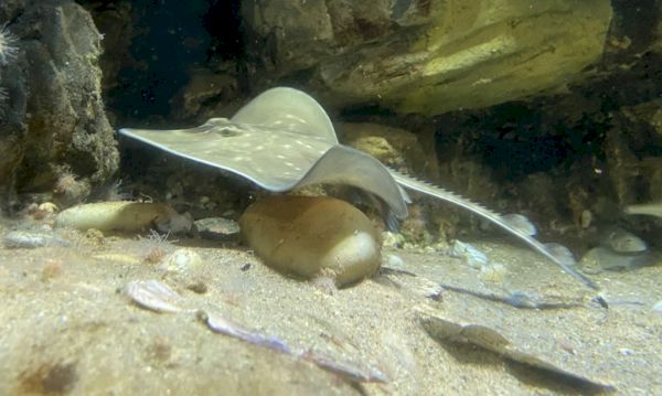doric-tale-of-macduff-fish-cedric-the-flapper-makes-a-splash-to-secure-funding-to-be-published-–-the-press-&-journal