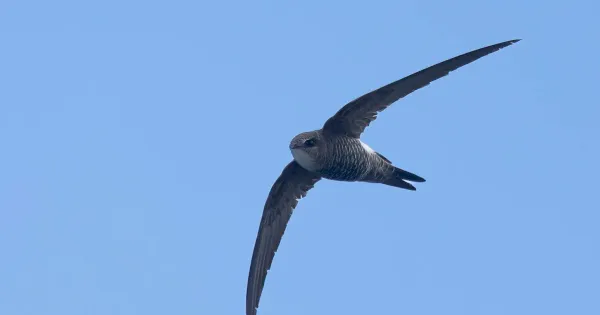 review-of-the-week:-13-19-june-2022-–-birdguides