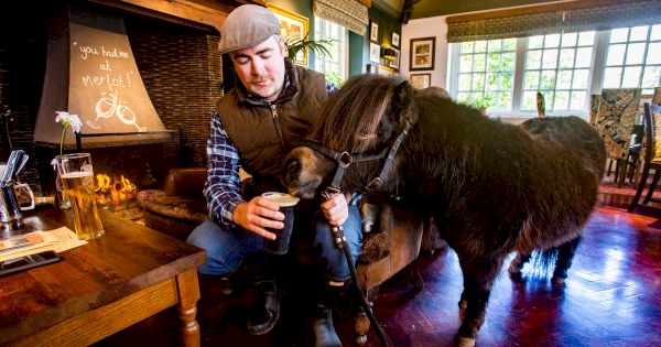 pony-who-enjoys-a-pint-at-his-local-is-backed-to-become-village-mayor-–-wales-online