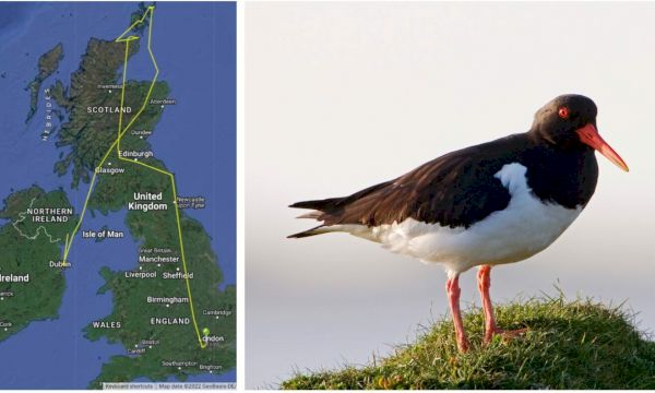 mystery-of-bird-tag’s-750-mile-journey-from-orkney-to-london-solved-–-the-press-&-journal