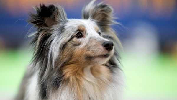 shetland-sheepdog-wins-2022-westminster-dog-show-agility-contest-–-dogtime