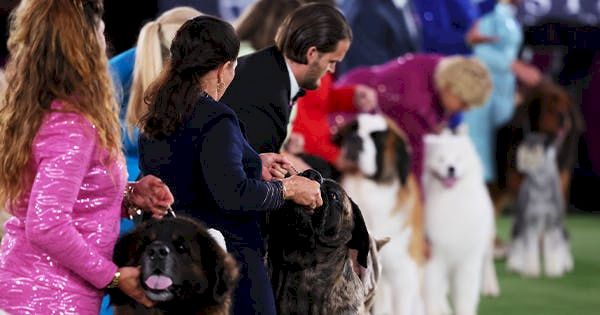 4-(adorable)-dogs-that-just-made-history-at-westminster-2022-–-purewow