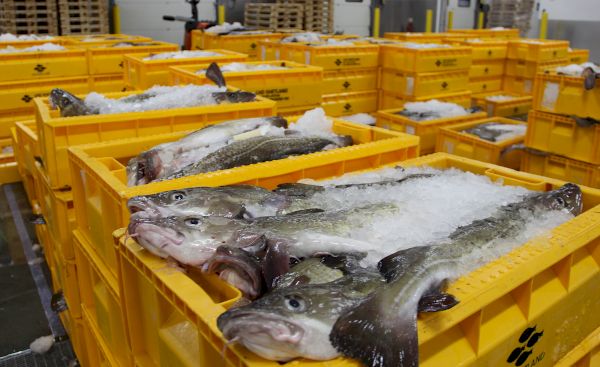 seafood-exports-come-to-a-halt-following-dry-dock-delays-–-shetland-news