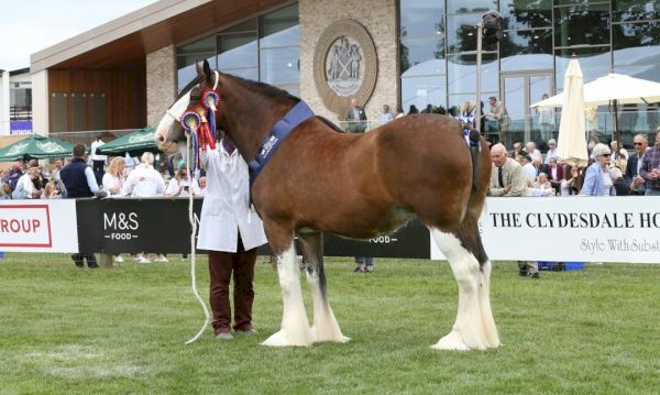 royal-highland-show:-supreme-clydesdale-title-heads-for-fife-with-cawdor-cup-winner-–-the-courier