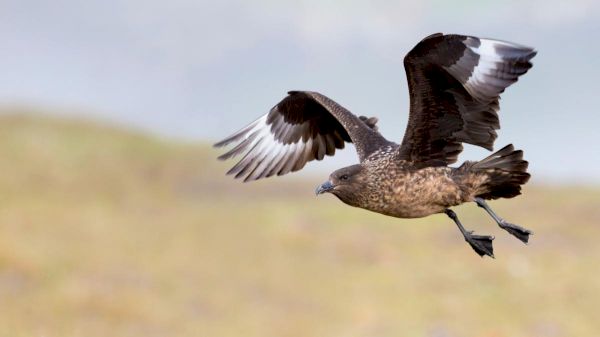 bird-flu-outbreak-puts-great-skua-at-risk-of-extinction-–-the-times