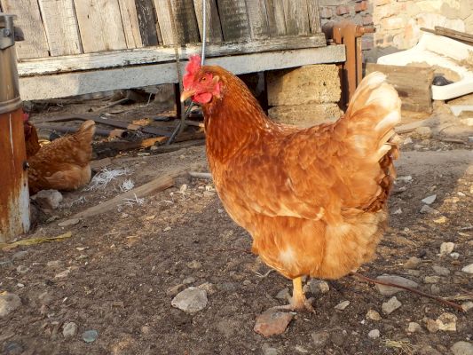 control-measures-imposed-after-bird-flu-confirmed-in-whalsay-–-shetland-news