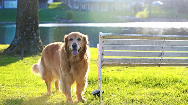 the-most-obedient-dog-breeds-–-24/7-wall-st.