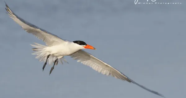 review-of-the-week:-20-26-june-2022-–-birdguides