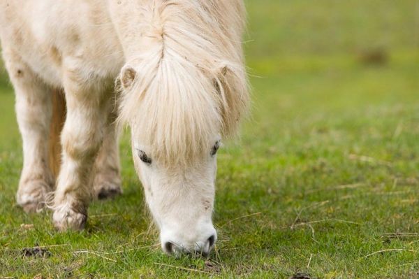 vaccine-study-in-horses-shows-way-forward-in-hepatitis-research-–-horsetalk