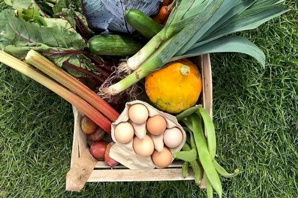 mansfield’s-rhubarb-farm-set-to-open-its-doors-to-visitors-for-nottinghamshire-national-garden-scheme-–-mansfield-and-ashfield-chad