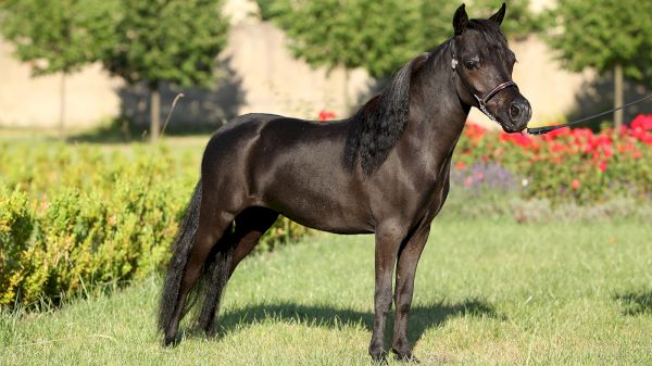 miniature-horse:-a-perfectly-proportioned-and-selectively-bred-equine-–-horse-&-hound