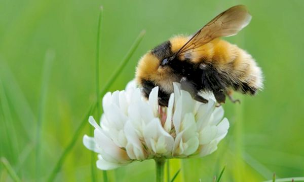 naturescot-receives-4.2-million-to-save-some-of-scotland’s-vulnerable-species-–-the-press-&-journal