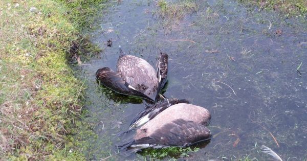 dozens-of-dead-birds-scattered-across-shetland-isles-amid-bird-flu-outbreak-–-daily-record