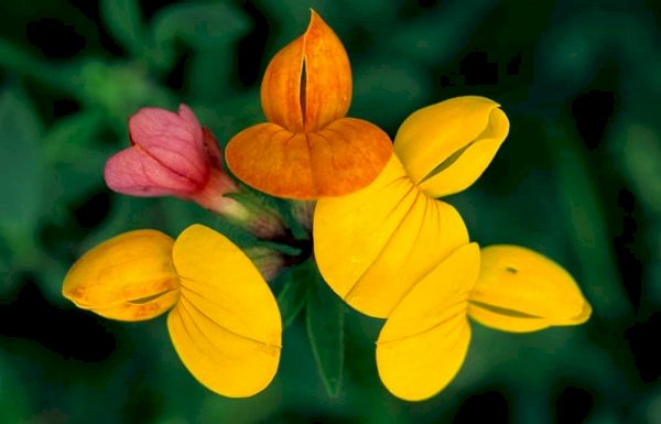we-could-all-once-tell-bird’s-foot-trefoil-from-rosebay-willowherb-–-the-spectator