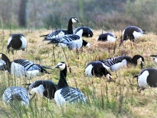 avian-flu-action-plan-calls-–-dng-online-limited-–-dng24