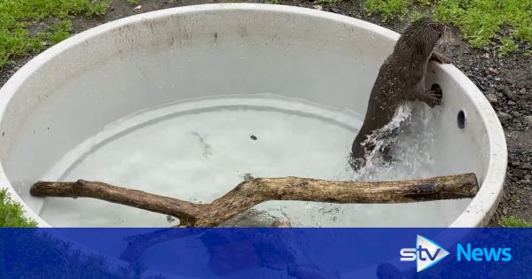 rescued-otter-makes-splash-at-shetland-rescue-centre-after-overcoming-fear-of-water-–-stv-news