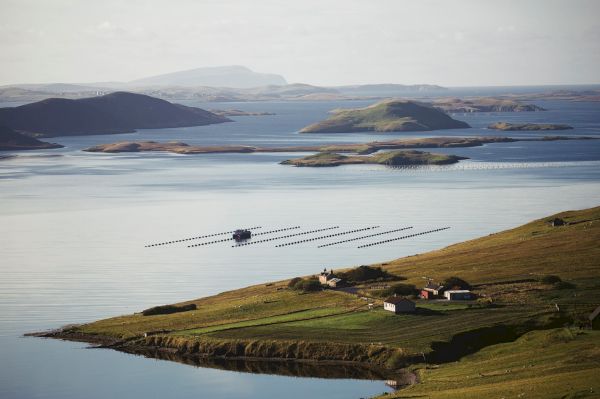 more-than-6m-worth-of-mussels-produced-locally-last-year-–-shetland-news