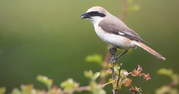 review-of-the-week:-27-june-3-july-2022-–-birdguides